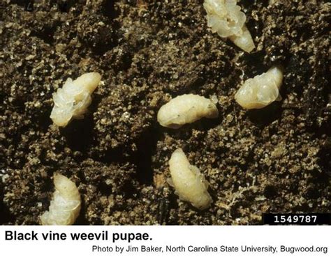 Black Vine Weevil | NC State Extension Publications