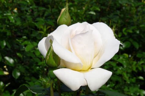 New Dawn Climbing Rose – Everything You Need To Know - SONG OF ROSES