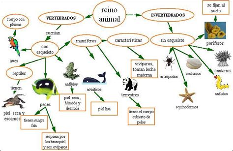 Clasificación De Los Animales Ecured