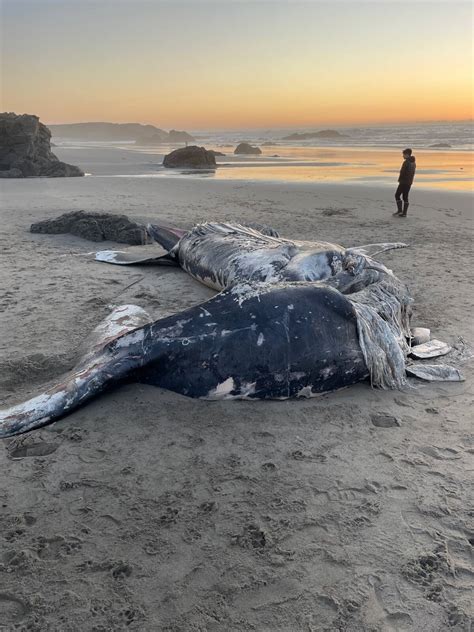 Second juvenile humpback whale in six weeks washes ashore in Fort Bragg