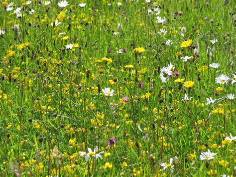 Wildflower Meadow Seeds | British Wildflower Meadow Seeds