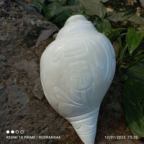 Conch Shell Spiritual Puja Blowing Shankh Big Soothing Vibration