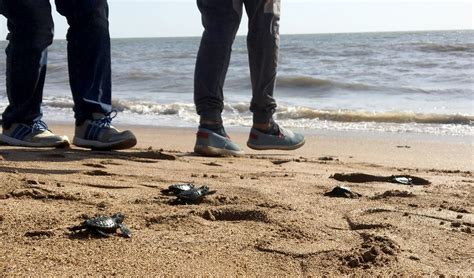 Olive Ridley Turtles Make A Comeback On Mumbai S Versova Beach The Wire