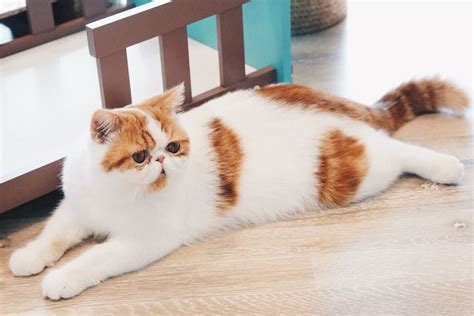 Persian Cat — Full Profile History And Care