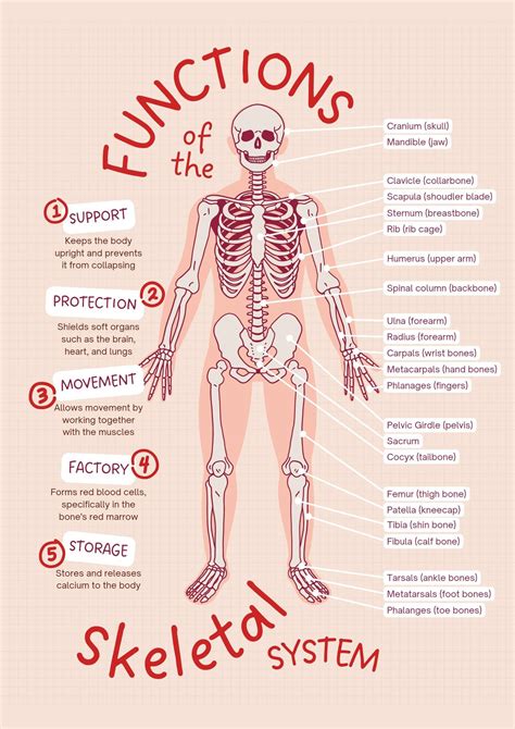 Teach Aid Functions Of The Skeletal System A4 Glossy Poster In 2023