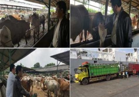 Tingkatkan Populasi Sapi Dalam Negeri Dirjen PKH Sambut Baik Swasta