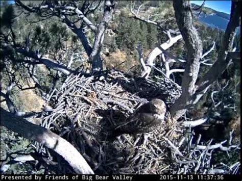 Big Bear Eagles nest - YouTube