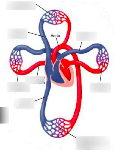 Systemic Circulation Diagram | Quizlet