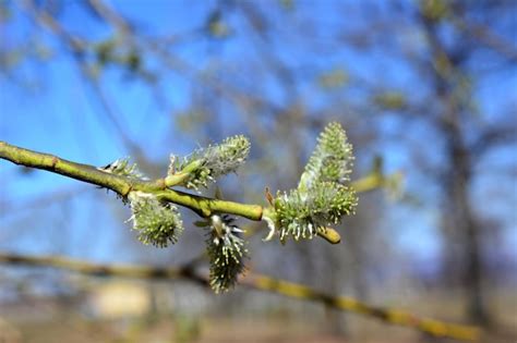 Premium Photo Twig Of Pussy Willow Isolated In The Spring Forest Close Up