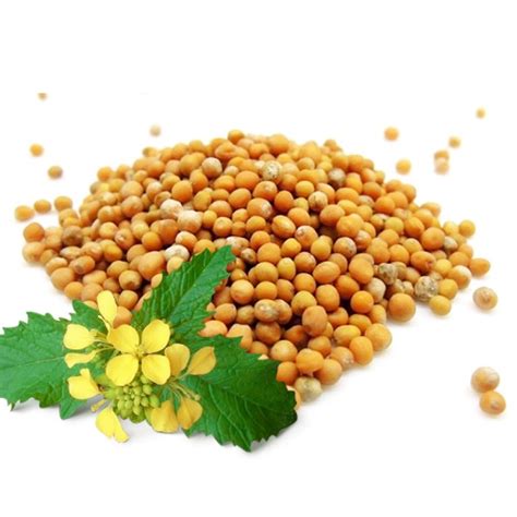 Купить Семена горчицы дешево в Санкт-Петербурге