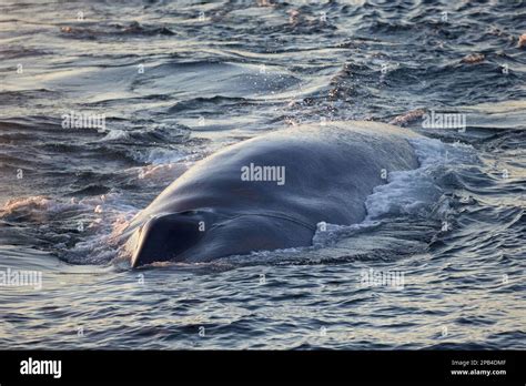 Baleine bleue, baleine bleue (Balaenoptera musculus), baleine boréale, mammifères marins ...