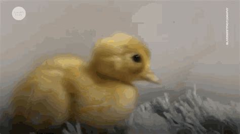 Baby Duck 