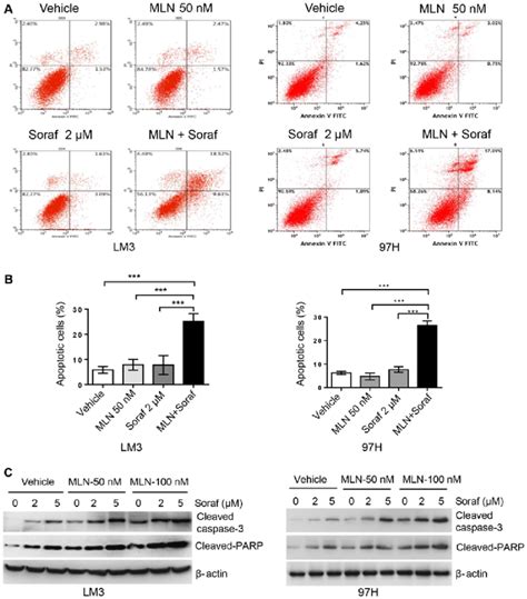 Mln4924 Promotes Sorafenib Mediated Caspase 3 Dependent Apoptosis In