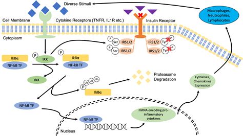 Nuclear Factor Kappa B Pathway Inflammation S Role In Obesity