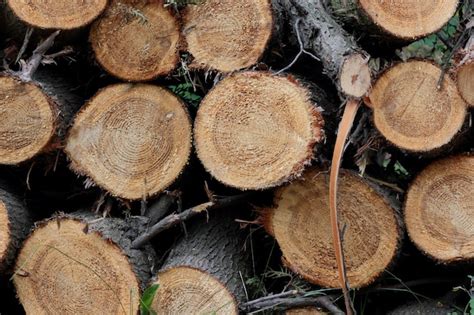 Premium Photo Closeup Of Wood Chunks Chopped As Firewood Lying On The