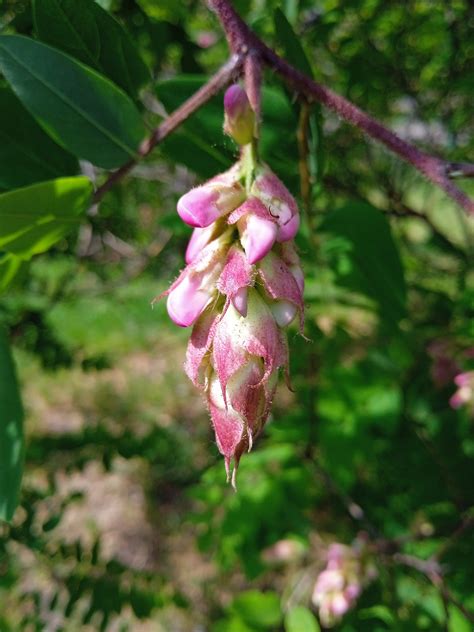 Acacia Primavera Foto Gratis En Pixabay Pixabay