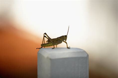 Facts On Crickets For Kids Animals Momme