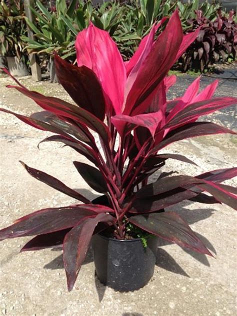 Cordyline Terminalis Dracaena Fruticosa ‘red Sister Shade Plants