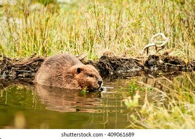 5,910 Beaver Eating Images, Stock Photos & Vectors | Shutterstock