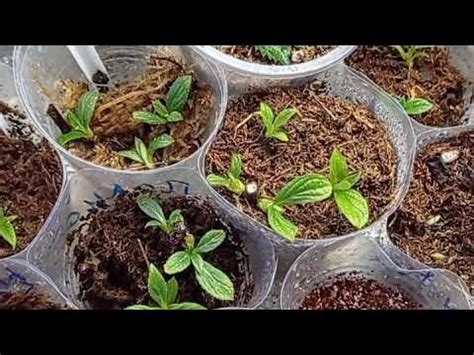 Нашла ошибку в черенковании гортензии. Наконец-то мои гортензии дают ...