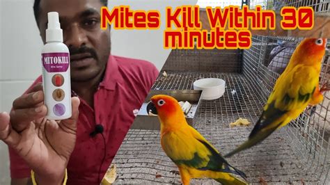 Mites Kill Within 30 Minutes Parrots And Birds Feather Mites Treatment Youtube