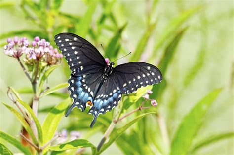 Black Swallowtail Butterfly: Facts, Host Plants and more