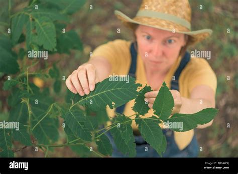 Female Farmer Examining Walnut Tree Branches And Leaves For Common Pest And Diseases In Organic