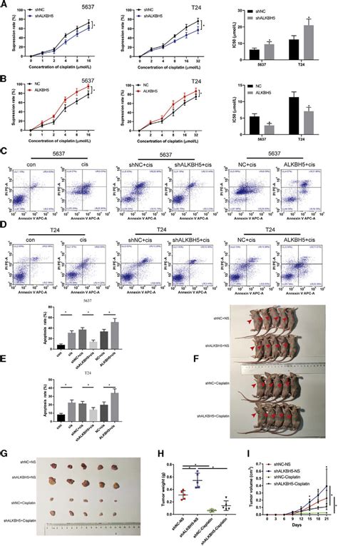 Alkbh Increased Sensitivity To Cisplatin In Vivo And In Vitro A