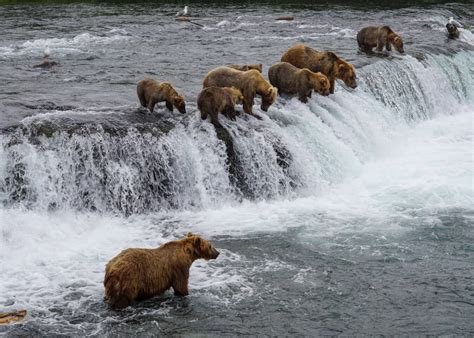 Unleashing Adventure In Homer Alaska Your Ultimate Guide To Exploring