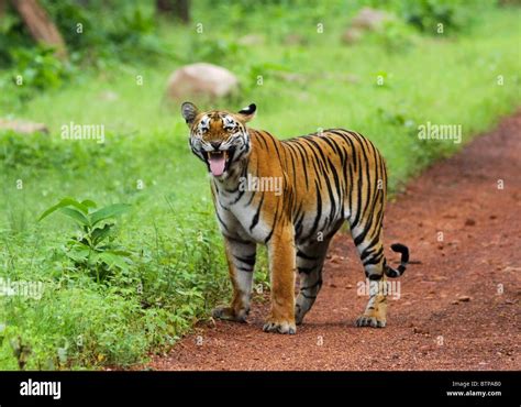 Flehmen Response Of A Female Tiger Picture Taken In Tadoba Andhari Tiger Reserve India Stock