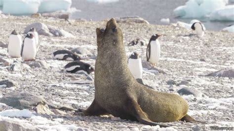 Desdelavegardub Solis ¿por Qué Hay Focas Que Quieren Copular Con Pingüinos