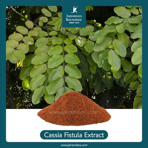 Use Of Cassia Fistula Jairamdass Khushiram