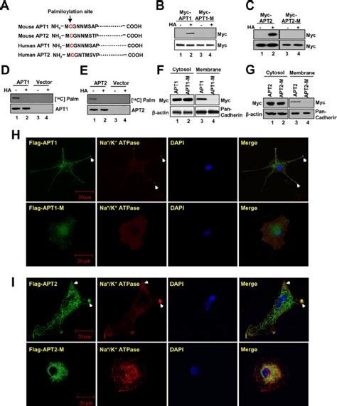 Palmitoylation Of Apt Or Apt Promotes Their Membrane Localization