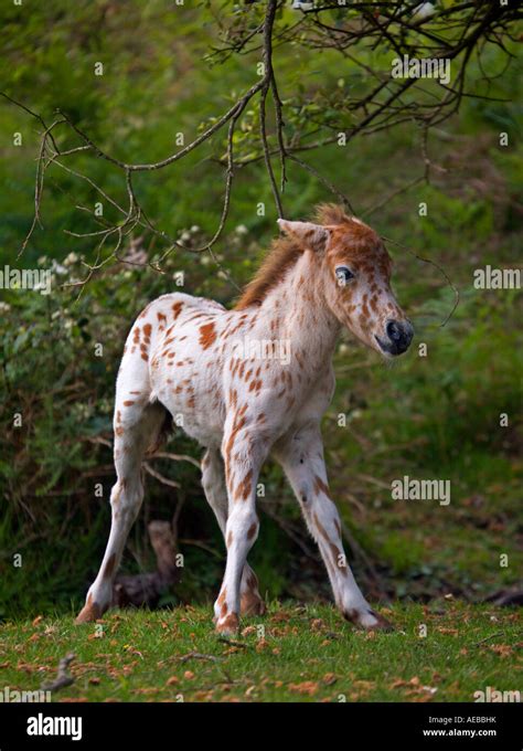 Leopard Appaloosa Pony Foal, New Forest, Hampshire, England Stock Photo ...