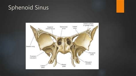 Nasal Cavity And Sphenoid Sinus Anatomy