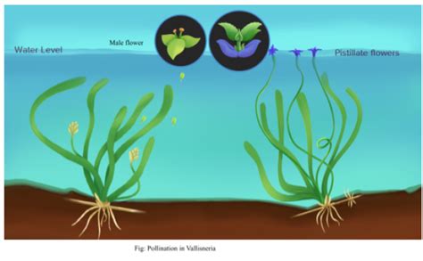 How Is Pollination Carried Out In Water Plants