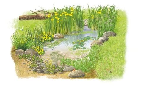 How To Build A Frog Pond With Pictures Artofit