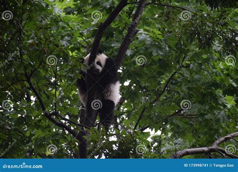 A Panda is Sleeping on the Tree Stock Image - Image of tree, animal ...