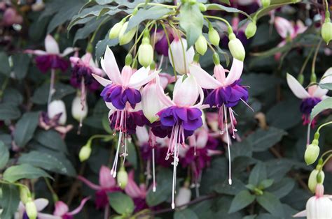 4 Essential Steps To Nurturing The Perfect Fuchsia Bloom