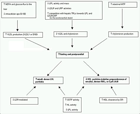 Pathophysiology Of Dyslipidemia