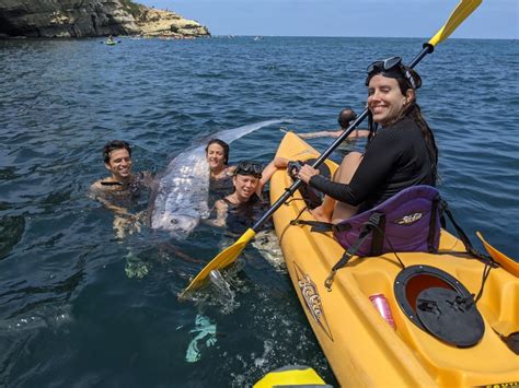 ‘sea Serpent Surprises Snorkelers In La Jolla Cove Nbc New York