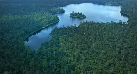 Langkah PaperOne Jaga Kelestarian Hutan Indonesia Mounture