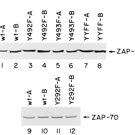 A Expression Of Human Zap 70 Mutants Y492f Y493f And Yyff In Syk