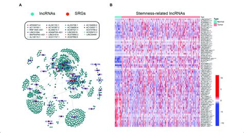 Exploration Of Stemness Related Lncrnas In Gc A Correlative