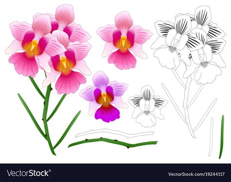 Vanda miss joaquim orchid outline Royalty Free Vector Image