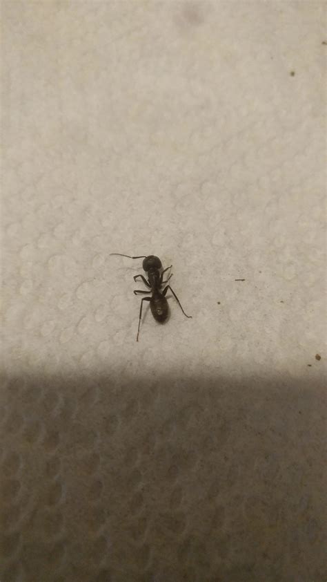 Help with identifying ant needed. : r/ants