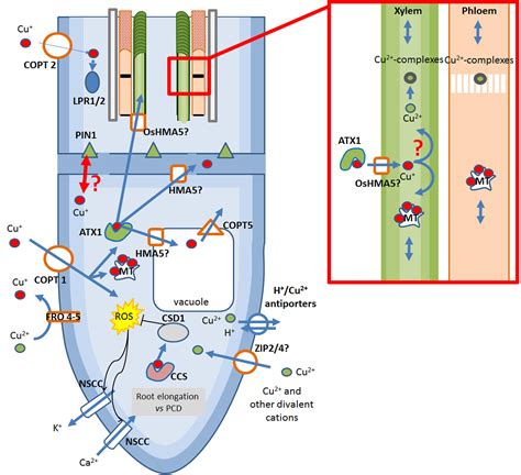 Can Copper Harm Plants at Corrina Davis blog