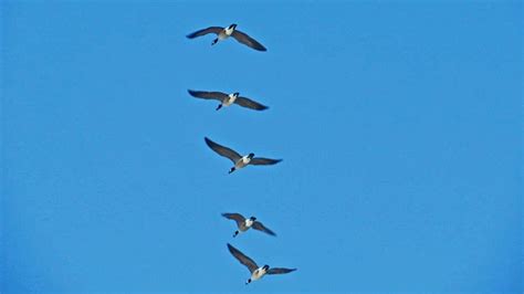aleutian cackling geese mendonoma sightings