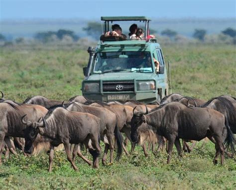 Les voyageurs français plébiscitent la Tanzanie Safari World Image