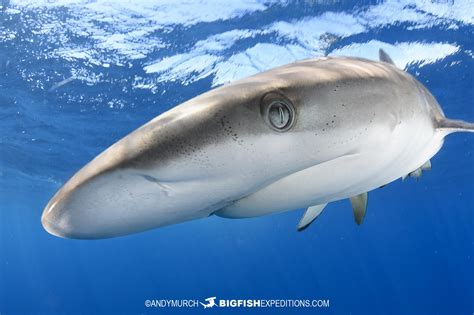 Silky Shark Snorkeling Day Big Fish Expeditions